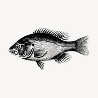 Fish clipart, vintage sea animal illustration vector. Free public domain CC0 image.