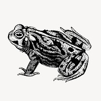 Great plains toad clipart, vintage animal illustration vector. Free public domain CC0 image.