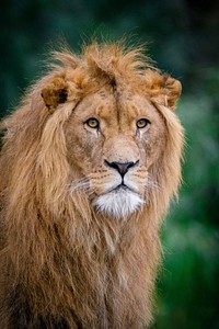 Free lion image, public domain animal CC0 photo.
