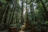 Free towering trees image, public domain nature CC0 photo.