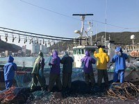 Free Fresh Catch Of Anchovies Fish With Fishing Net photo, public domain activity CC0 photo. 