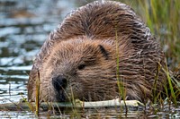 Free beaver image, public domain animal CC0 photo.