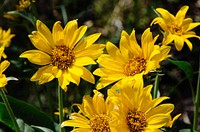 Wildflowers In Grand Teton National Park