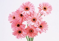 Free pink gerbera daisies image, public domain flower CC0 photo.