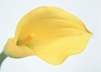Free yellow calla lily image, public domain flower CC0 photo.