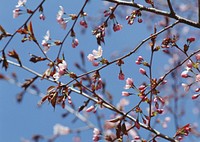 Free pink cherry blossom image, public domain flower CC0 photo.