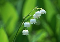 Free lily of the valley image, public domain flower CC0 photo.