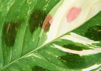 Free green yam leaf texture image, public domain vegetables CC0 photo.