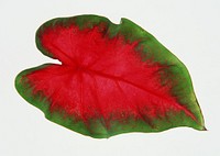 Free red leaf image, public domain botany CC0 photo.