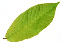 Free leaf image, public domain botany CC0 photo.