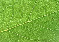 Free leaf closeup image, public domain plant CC0 photo.