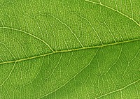 Free leaf photo, public domain nature CC0 image.