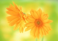 Free yellow daisy image, public domain flower CC0 photo.