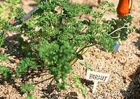 Free green Parsley in the garden public domain CC0 photo.