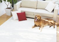 Free golden retriever dog sitting in living room image, public domain animal CC0 photo.