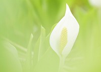 Free calla lily image, public domain spring CC0 photo.