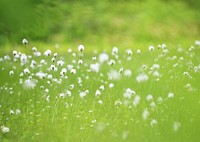 Free white flowers image, public domain spring CC0 photo.