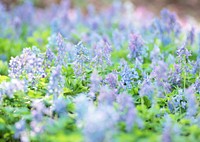 Free blue heather field image, public domain flower CC0 photo.