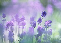 Free lavender image, public domain flower CC0 photo.