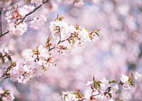 Free pink cherry blossom image, public domain flower CC0 photo.