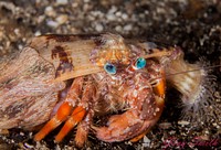 Free hermit crab image, public domain nature CC0 photo.