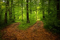 Free trail in green forest with trees photo, public domain nature CC0 image.