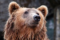 Free grizzly bear image, public domain animal CC0 photo.