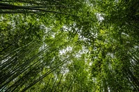 Free trees in forest photo, public domain nature CC0 image.