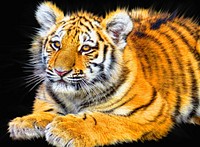 Free Bengal tiger image, public domain wild animal CC0 photo.