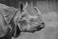 Free rhino image, public domain wild animal CC0 photo.
