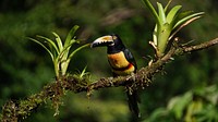 Free fiery-billed aracari on tree branch image, public domain animal CC0 photo.