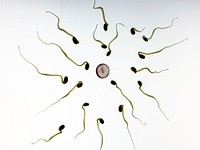Free bean sprout, sperm concept photo, public domain pregnancy CC0 image.