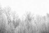 Free winter snow trees photo, public domain winter CC0 image.