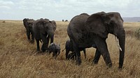 Free African elephant family image, public domain wild animal CC0 photo.