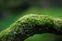 Free closeup on big tree branch with moss photo, public domain nature CC0 image.