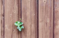 Free ivy growing on wall image, public domain background CC0 photo.