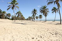 Palm tree on tropical beach, free public domain CC0 photo.