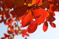 Free red leaf tree image, public domain nature CC0 photo.