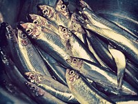 Free sardine fish image, public domain fresh market CC0 photo.