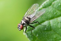 Free fly & insect photo, public domain wildlife CC0 image.