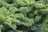 Free green kale background photo, public domain vegetable CC0 image.