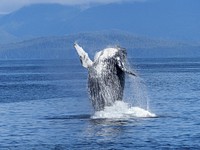 Free humpback whale jumps out of water image, public domain animal CC0 photo.