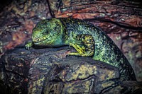Free green swamp lizard image, public domain CC0 photo.