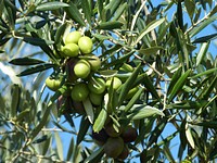 Free olve tree photo, public domain food CC0 image.