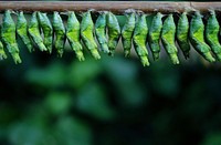 Free green butterfly cocoons image, public domain animal CC0 photo.