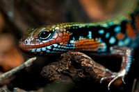 Free colorful swamp lizard image, public domain CC0 photo.