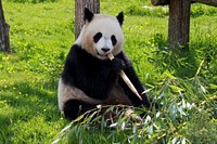 Free panda eating bamboo image, public domain animal CC0 photo.