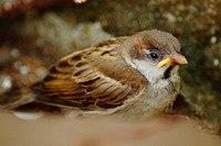 Free house sparrow bird closeup photo, public domain animal CC0 image.