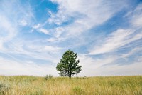 Free lone tree, blue sky image, public domain botanical CC0 photo.