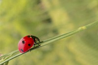Free ladybug climbing on green stem photo, public domain CC0 image.